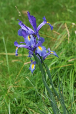 Iris 'Blue magic' - kosatec (3)